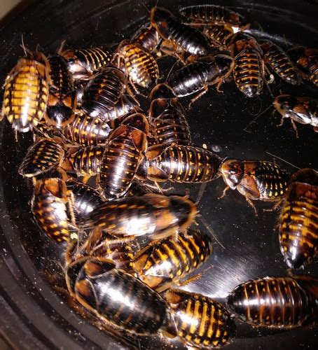 #1 Starter Colony - Dubia Roaches | Big Sals Feeder Farm