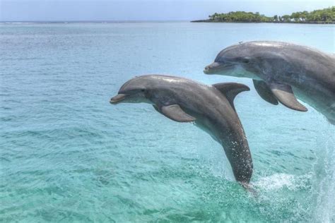 Dolphin Facts: Habitat, Behavior, Diet | Dolphin facts, Dolphins, Whale