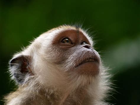 Beautiful Wallpapers: monkey hd wallpapers