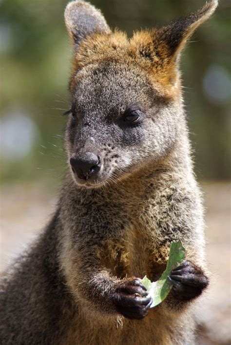 Wallaby by Matthew Weinel | 500px | Animals, Australian animals, Animals beautiful