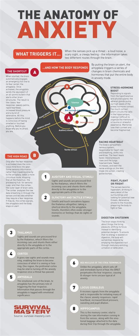 Psychology Infographic