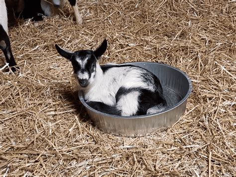 Alpine Goat ~ Milk, Meat, and More for Your Homestead - Rural Living Today