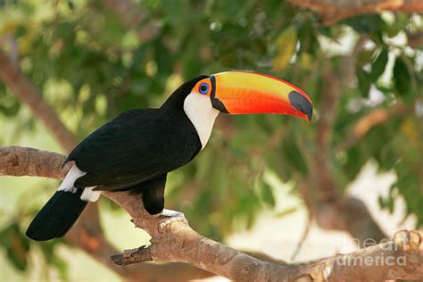 Toco Toucan Photograph by Manuel Presti/science Photo Library - Pixels