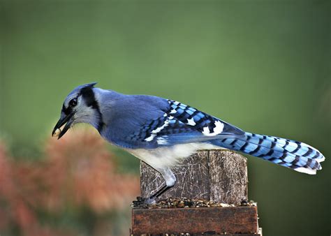 Blue Jay Feeding | Flickr - Photo Sharing!