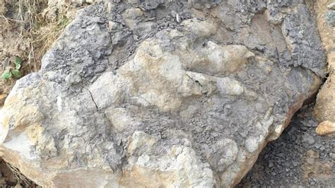 Giant dinosaur footprint the largest ever found in Yorkshire, say ...