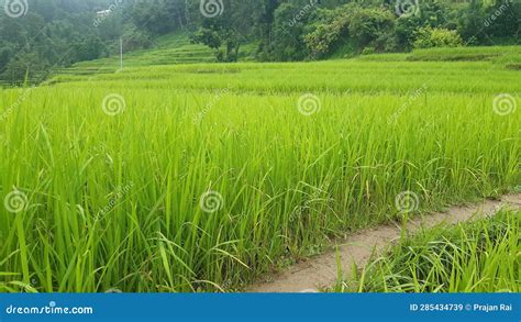 Paddy rice fields in Nepal stock image. Image of rice - 285434739