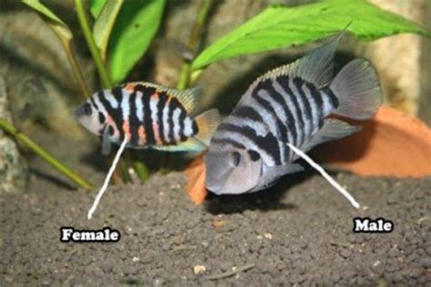 How To Breed Convict Cichlids - HubPages