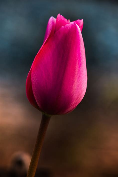 Beautiful Purple/Pink Tulip Flower: Free Picture for Blog or Web Article