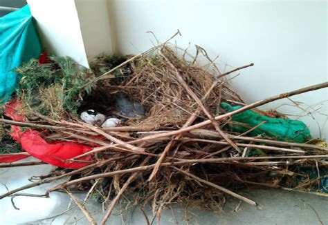 Choosing the Right Nesting Materials for Your Pet Pigeon – Nature Blog Network