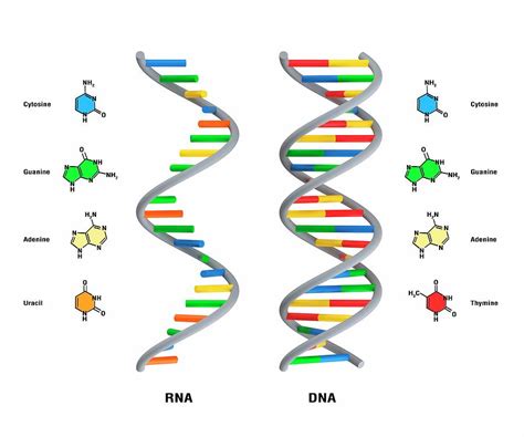 [DIAGRAM] Amino Acids Rna Diagram - MYDIAGRAM.ONLINE