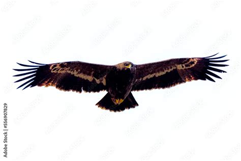 steppe eagle in wildlife, wildlife photosa of an eagle, The steppe ...