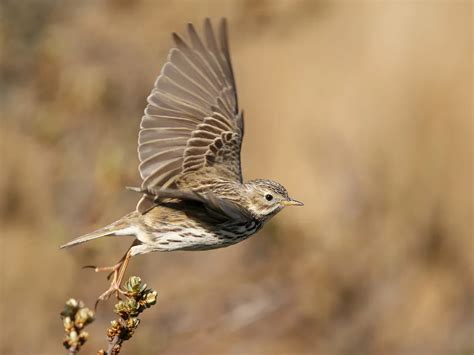 Meadow Pipit Bird Facts (Anthus pratensis) | Bird Fact