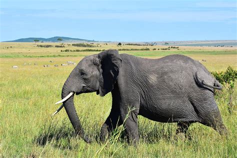 Largest Animal In The World Photograph by Marta Kazmierska