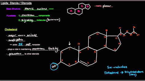 Structure And Function Of Steroids