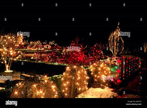 Traditional Christmas Lights on Trees, VanDusen Botanical Garden Stock Photo: 6129849 - Alamy