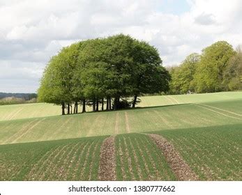 35,279 _ copse Images, Stock Photos & Vectors | Shutterstock