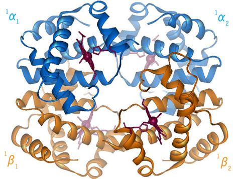 Understanding-Hemoglobin