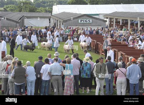 Domestic Pig owners with pigs show ring judging Stock Photo - Alamy