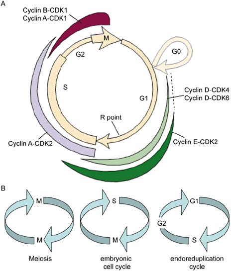 1: Simplified representation of the mammalian cell cycle. (A) Activity... | Download Scientific ...