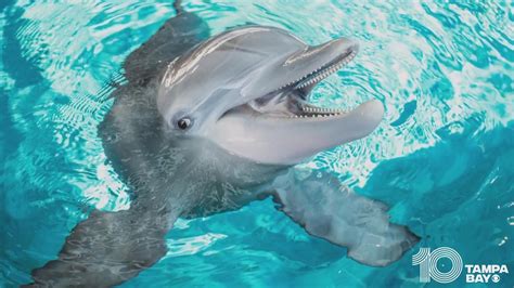 New details released on Winter the Dolphin's cause of death | wtsp.com