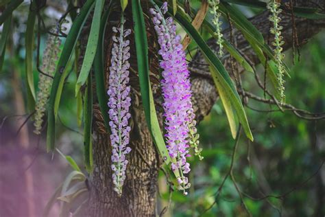 State flower of Assam || Kopou Phool