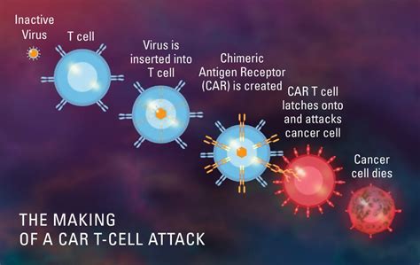 CT103A, CAR T-cell Therapy, has been designated as an orphan drug by ...