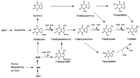 Key pathways for the biosynthesis of caffeine. Abbreviations: GMP,... | Download Scientific Diagram