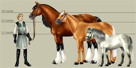 Measuring a Horse - My Corral