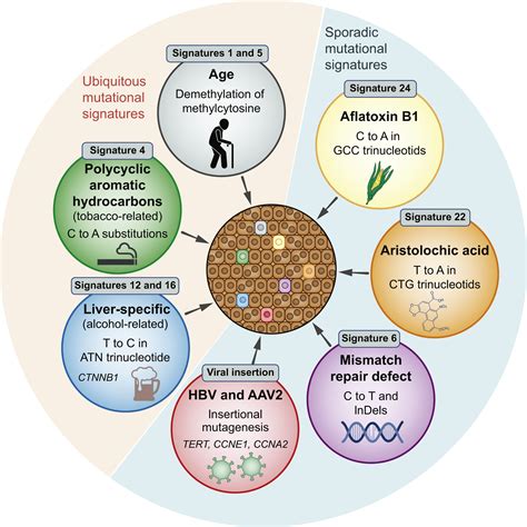 The landscape of gene mutations in cirrhosis and hepatocellular carcinoma - Journal of Hepatology