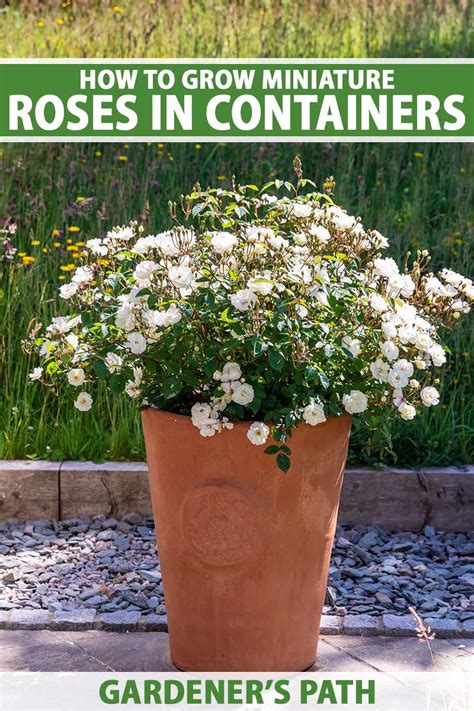 How to Grow Miniature Roses in Containers | Gardener’s Path