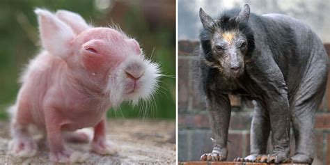 These 15 Animals Without Hair Are Barely Recognizable | Bored Panda