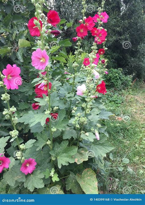 MallowMalva, or Mallow - Herbaceous Plants, Type Genus of the Family ...