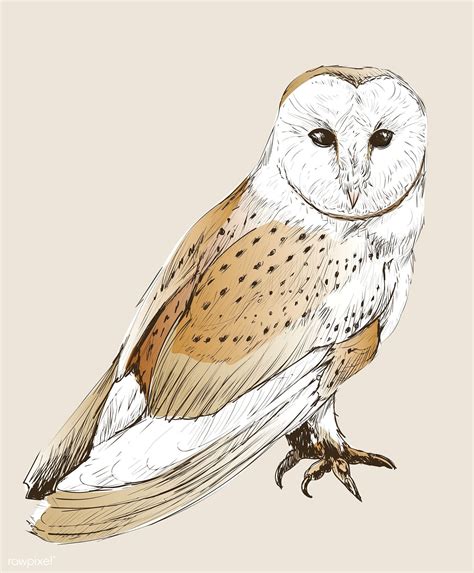 Download premium vector of Illustration drawing style of owl 265016 | Engraving illustration ...