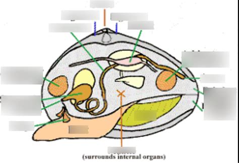 Mollusk Anatomy Diagram | Quizlet