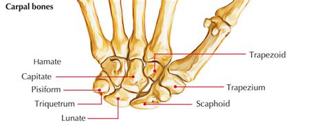 Bones of the Hand Anatomy – Earth's Lab