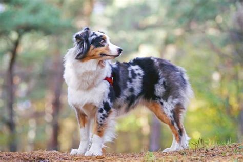 Common Australian Shepherd Health Issues | BARK Post