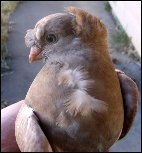 Cross Breeding Pigeon Breeds - Pigeon Structure Genetics and more ...