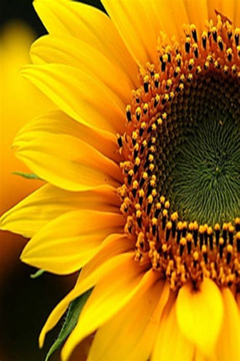 Pin on GIRASOLES