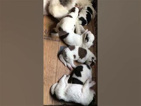 One week old piebald husky puppies - YouTube