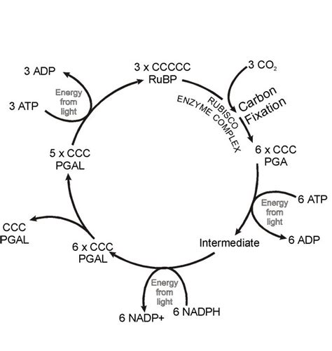 C4 photosynthesis-evolution or design? - creation.com