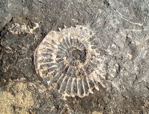 Fossil on Dorset Beach