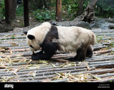 Panda gigante comiendo bambú Fotografía de stock - Alamy