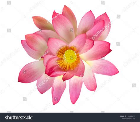 Top View Beautiful Pink Lotus Flower Stock Photo 1164443179 | Shutterstock