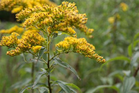 How to Grow and Care for Goldenrod