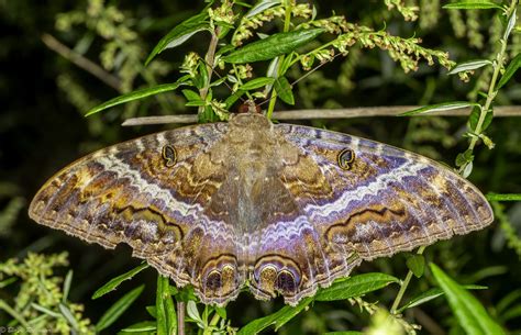 Black Witch Moth — Blaine Rothauser Wildlife Photography