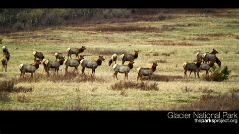 Wallpaper – Elk Herd – The Parks Project