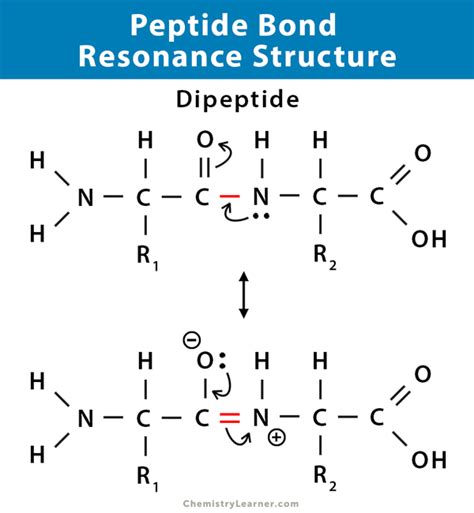 Peptide Bond: Definition, Structure, Mechanism, and Examples