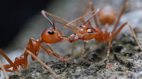 Fire ants: Qld and NSW red fire ant infestation, sniffer dogs used to ...