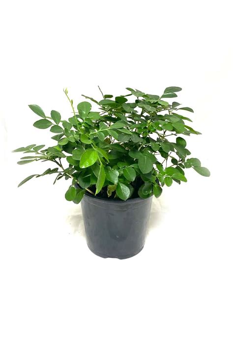 Buy Orange Jasmine Indoor Plant - Plantshop.me