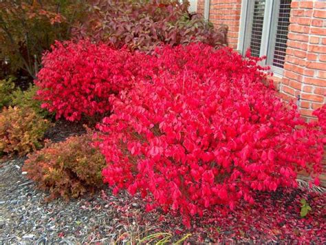 Burning Bush 'Rudy Haag' | Deciduous Shrubs | Shrubs | Plants & Flowers | Niemeyer's Landscape ...